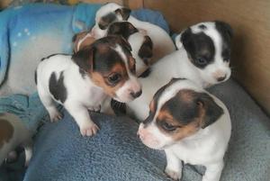 Jack russell terrier lindos cachorros