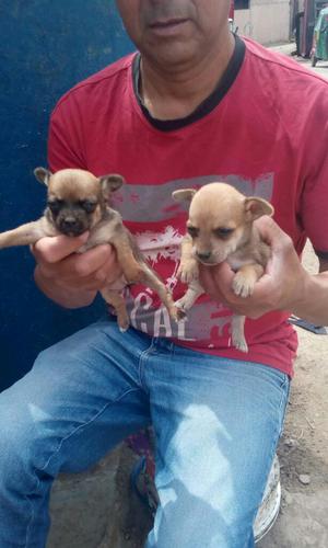 Lindos Cachorros Chihuahuas 500