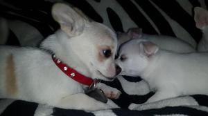 Lindos Chihuahuas