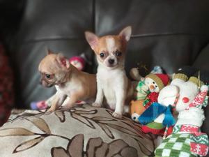 Lindos Chihuahuas Toys