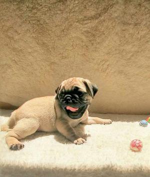 Ocasion Pug Carlino