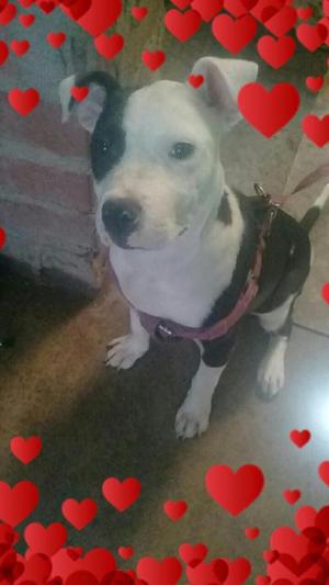 Pitbull hembra de 5 meses docil y juetona