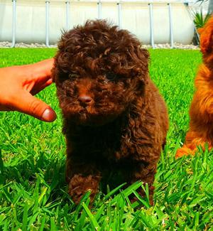 Poodle Disponibles