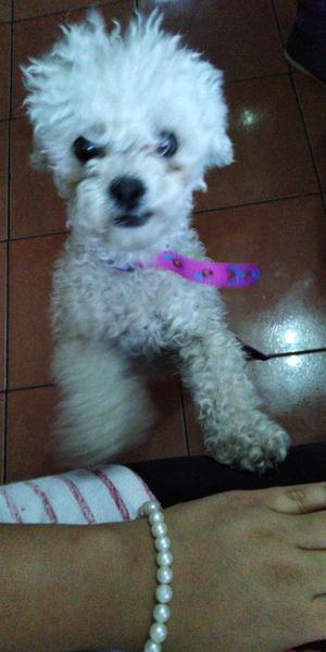 Poodle Toy 1 Añito