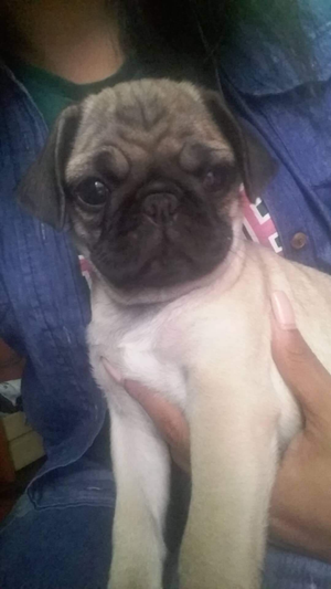 Pug carlino hembra de 2 meses