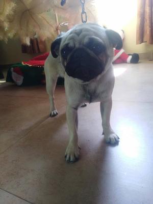 Pug macho ofrece servicio de monta