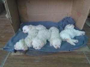 SE VENDEN HERMOSOS POODLES