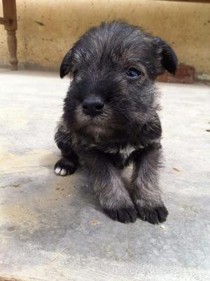 Se Vende Lindas Cachorras Schnauzer.