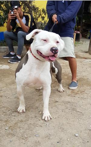 Servicio de Monta Pitbull O Fusion