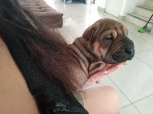 Sharpei