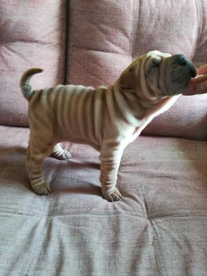 Sharpei Cachorra Full Arrugas