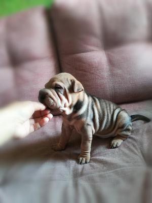 Sharpei Cachorro