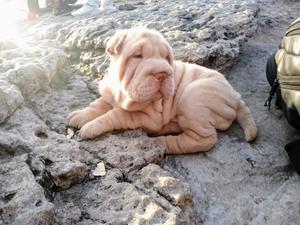 Sharpei hembra