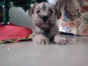 VENTA DE CACHORROS SCHNAUZER MINIATURA