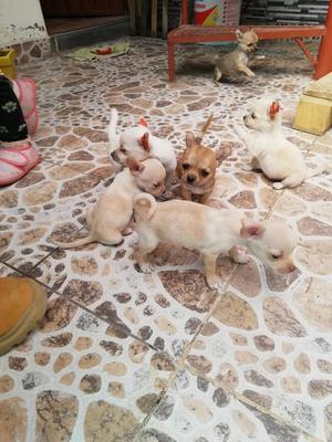 Vendo Chihuahuas de Dos Meses