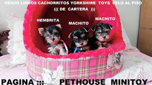 Vendo Excepcionales Cachorritos Yorkshire Toys Pelo Al