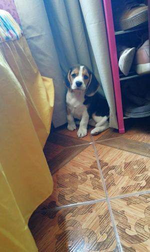 Vendo Hermosa Beagle