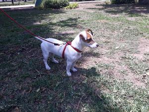 Vendo Jack Russell de 5 Meses