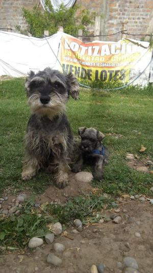 Vendo Schnauzer Por motivo de viaje