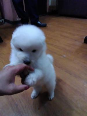 Vendo cachorros samoyedo perfecto regalo en navidad