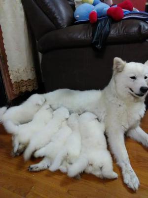 Vendo hermosos cachorros samoyedo raza pura precio regalo