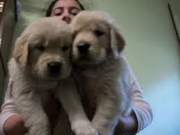 autenticos cachorros golden retriver