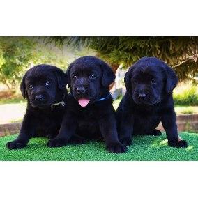 cachorritos seleccionados labradores color negro