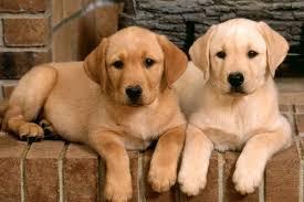 estupendos cachorros seleccionados labrador dorado