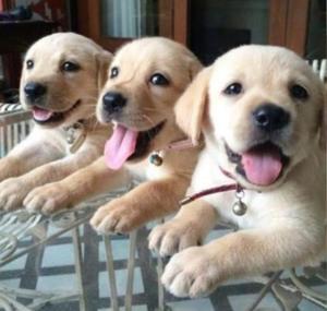 labrador bellos