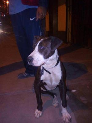 pitbul hemrba de 6 meses