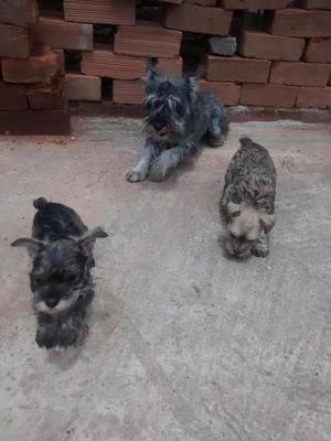 remato cachorros schnauzer