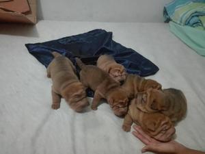 sharpei...