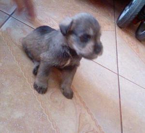 venta de cachorros schnauzer