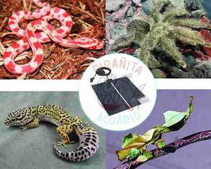 Placas Termicas - Mascotas Exoticas - Reptil - Erizo