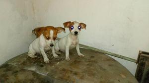 Adorables Cachorros Jack Russell Oferta