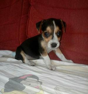 Beagle con Jack Russell