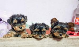 Bellos Cachorros Yorkshire Toys Vacunads