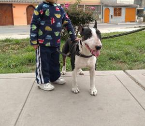 Bull Terrier