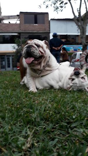 Bulldog Ingles