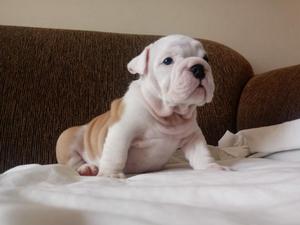 Bulldog Ingles Hembra