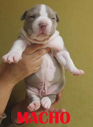 CACHORROS AMERICAN BULLY