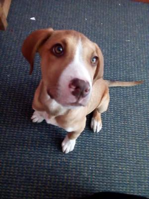 Cachorrito en Venta