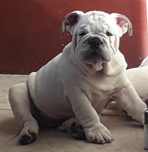 Cachorro Bulldog Ingles