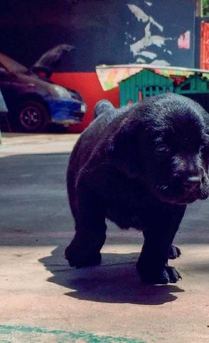 Cachorro Labrador