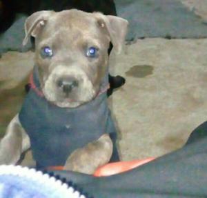 Cachorro Pitbull Blu Ojos Celestes