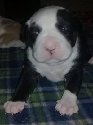 Cachorros American Bully red Nose Hembra