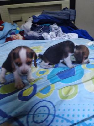 Cachorros Beagles 
