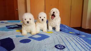 Cachorros Bichón Frise