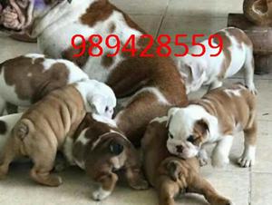 Cachorros Bulldog Ingles