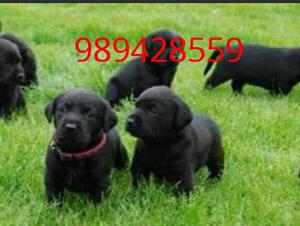 Cachorros Labrador Negros